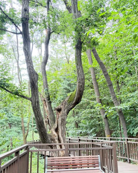 우면산둘레길 사진 8