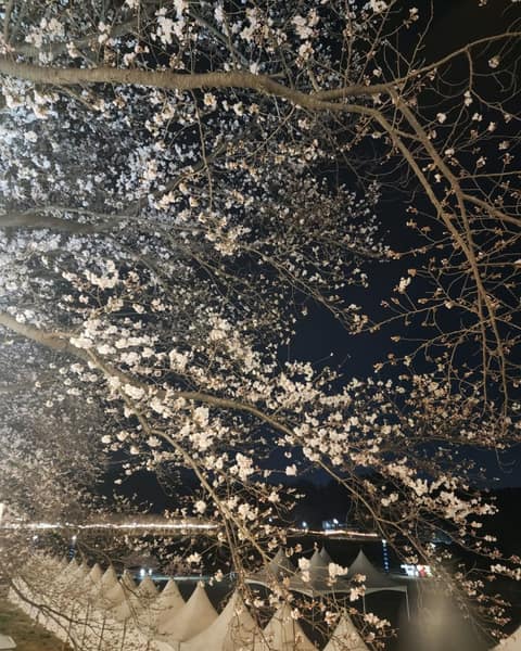 대청호오백리길21구간(대청로하스길) 사진 5