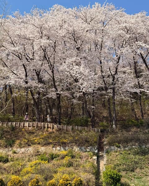 인천둘레길1코스(계양산) 사진 10