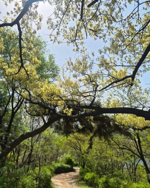 북악산길산책로 사진 10