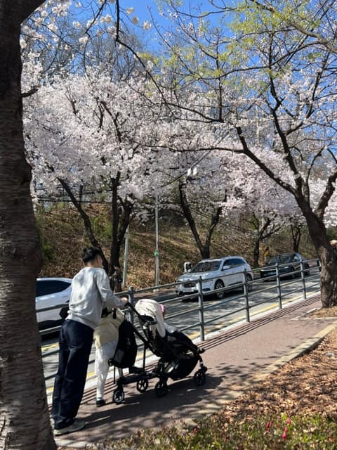 부락산둘레길3코스(벚꽃길) 사진 3