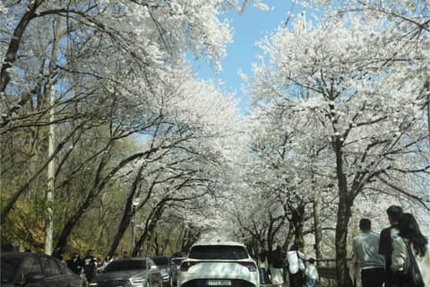 부락산둘레길3코스(벚꽃길) 사진 9