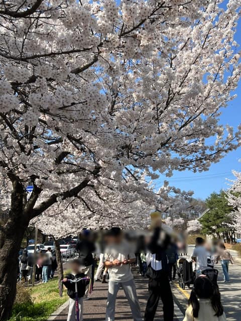 부락산둘레길3코스(벚꽃길) 사진 10