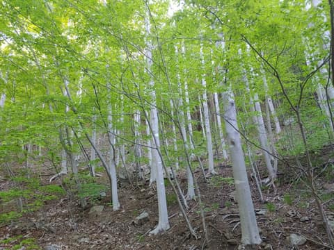 백운산둘레길8코스(달뜨는길) 사진 1