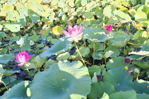 남도삼백리길8코스(동천길) 사진 9