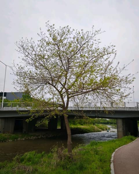 학의천산책길 사진 8