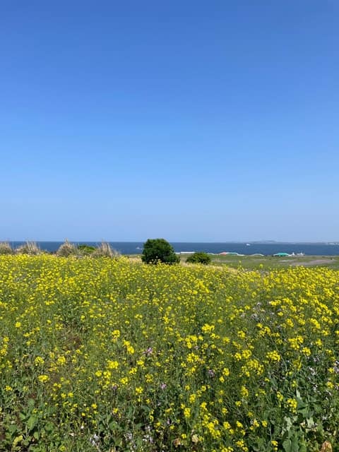 제주올레길10-1코스 사진 10