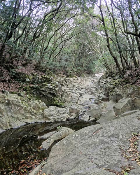 한라산둘레길4구간(동백길) 사진 7