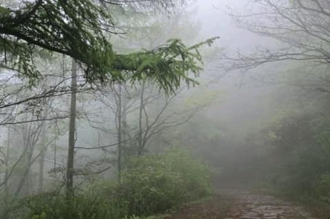 바래봉철쭉길 사진 1