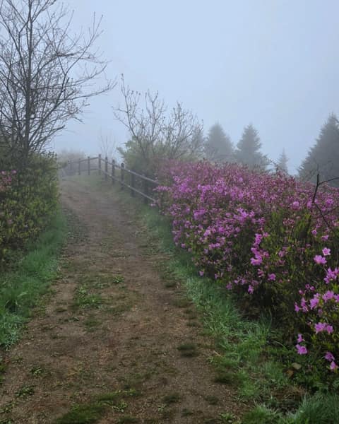 바래봉철쭉길 사진 2