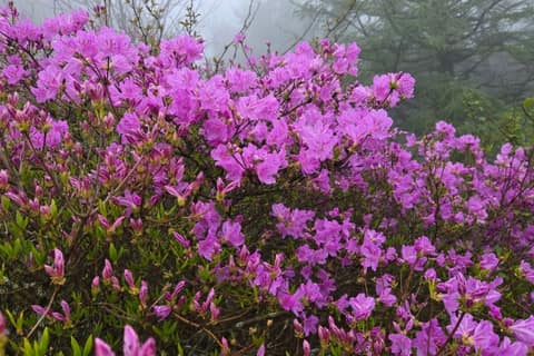 바래봉철쭉길 사진 4