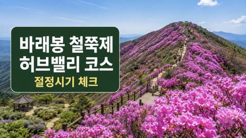바래봉철쭉길 사진 5