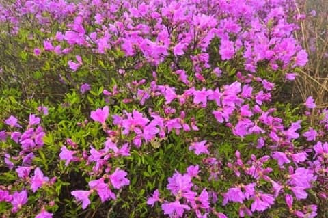 바래봉철쭉길 사진 6
