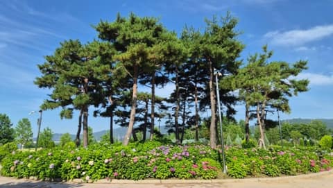 구리둘레길4코스(한강코스모스길) 사진 2