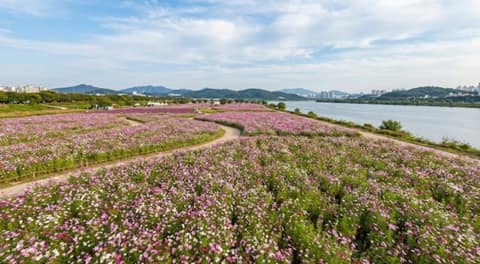 구리둘레길4코스(한강코스모스길) 사진 3