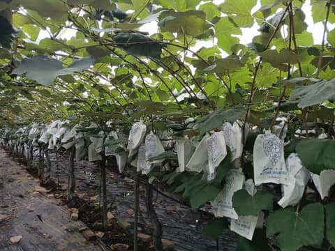 대부해솔길3코스 사진 3