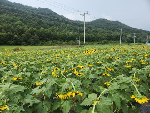 강화나들길10코스(교동도머르메가는길) 사진 1