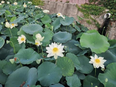 경기옛길영남길7길(구봉산길) 사진 8