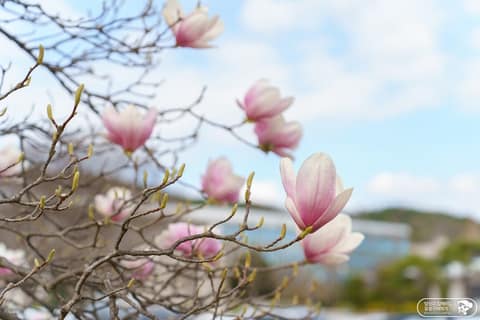 탄동천숲향기길 사진 10