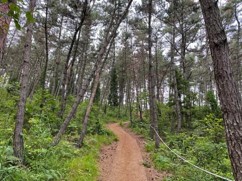 솔향기길2코스 사진 4