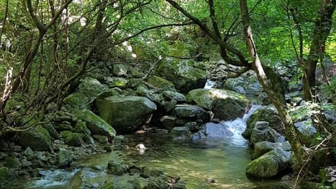 대암산 생태탐방로(광치자연휴양림-생태식물원) 사진 1
