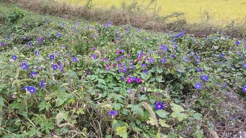 땅끝길 04코스 쇄노재길 사진 1