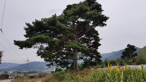 예향천리 장수마실길 뜬봉샘 가는 길 사진 1