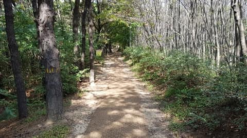 태조산 솔바람길 사진 1