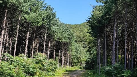 강원도자연환경연구공원 생태문화탐방로 구절산코스 사진 1