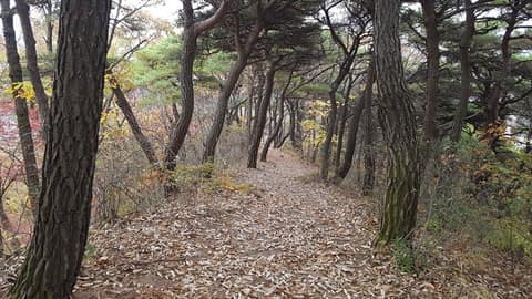 천년의 숲길 사진 1