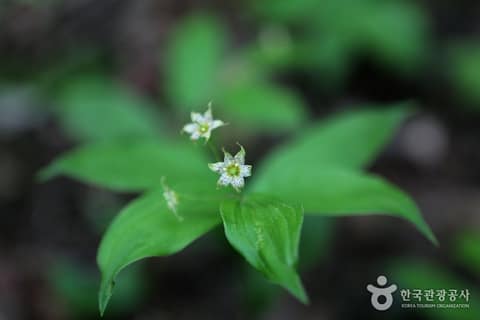 점봉산 곰배령 트래킹 사진 1