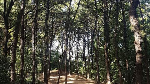관악산둘레길(관악구) 사진 1