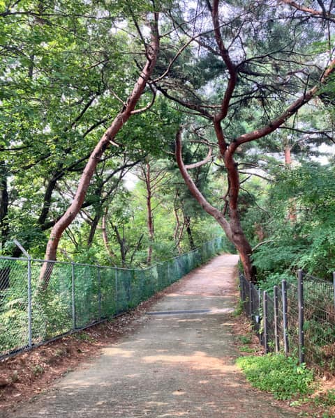 천장산 산책로 사진 5