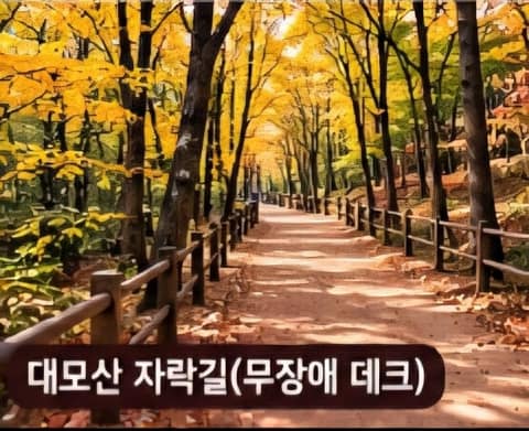대모산 숲이 좋은 길 사진 5