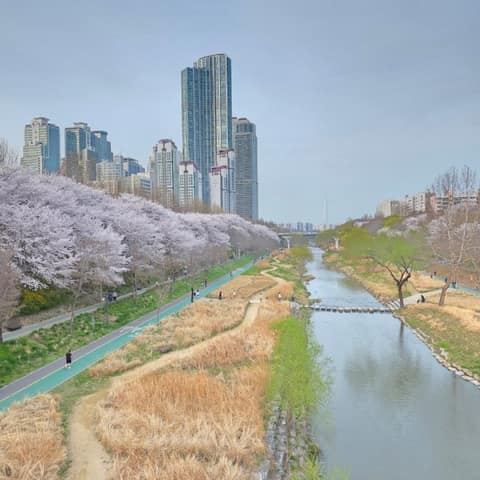 서초구 양재천 사진 2