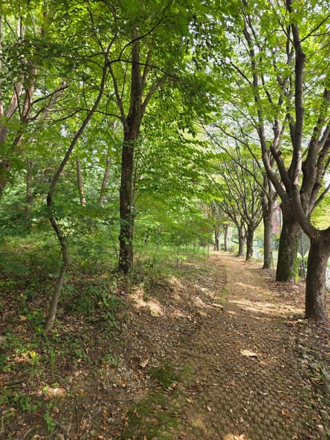 서울대공원 치유의 숲길 사진 2