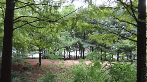 수명산 숲속 탐방로 사진 4