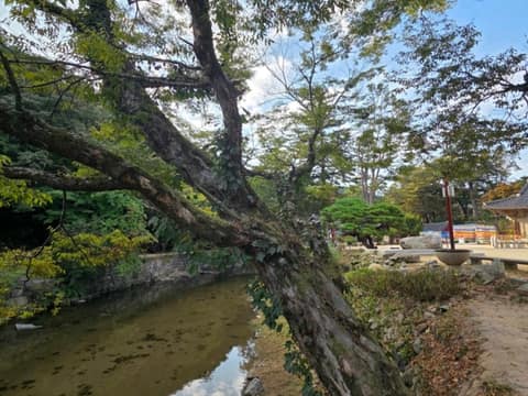 마곡사 솔바람길 3코스 송림숲길 사진 1