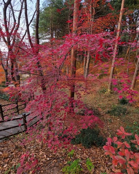 수봉공원 산책길 사진 4