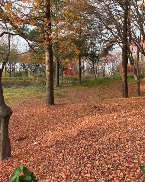 수봉공원 산책길 사진 6