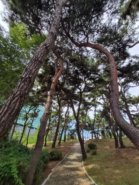 청주 솔밭공원 산책길 사진 5