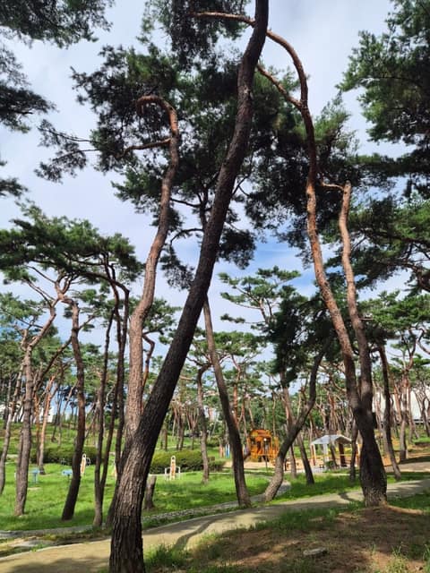 청주 솔밭공원 산책길 사진 7
