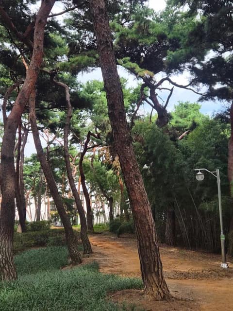 청주 솔밭공원 산책길 사진 8
