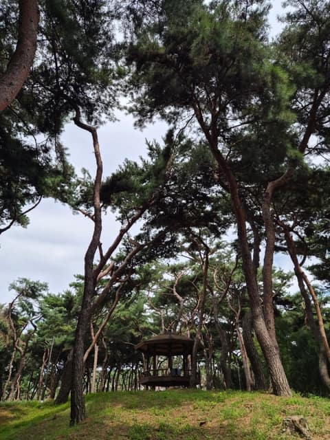 청주 솔밭공원 산책길 사진 10