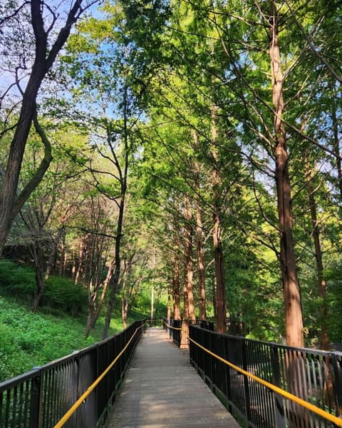 미동산수목원 산책길 사진 3