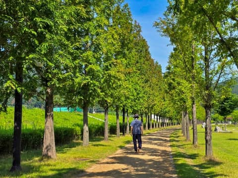신녕천 산책길 사진 3