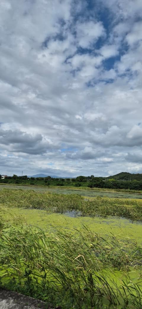 신녕천 산책길 사진 10