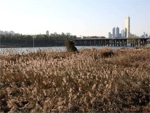 이촌한강공원 산책길 사진 9