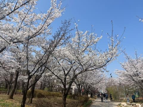 인천 중앙공원 산책길 사진 5