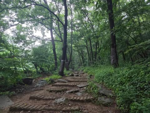 관악산 산림욕장 둘레길 사진 8
